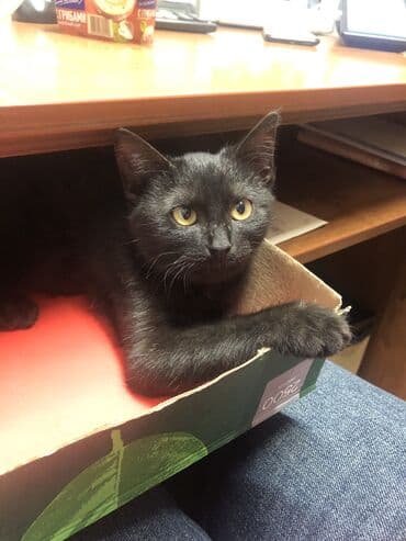 домик для котенка: Беспородная, 2 месяца, Мальчик, Черный — 1