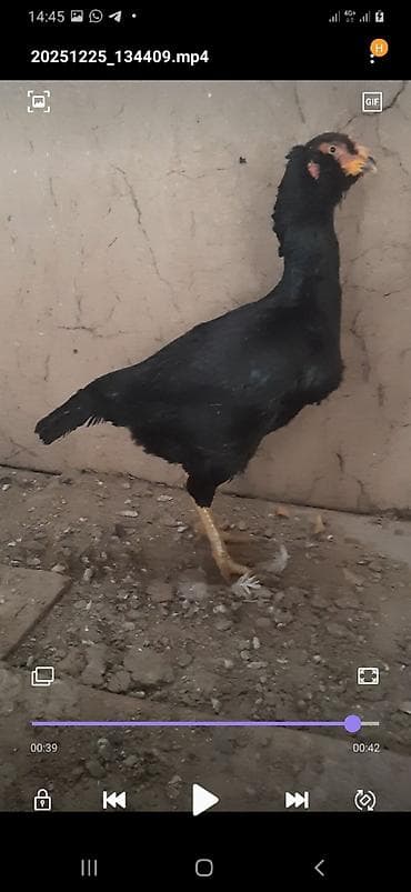 буудай сатам: Дакан курочка бородачка большая примерна 4кг цеплять даёт хороших — 2