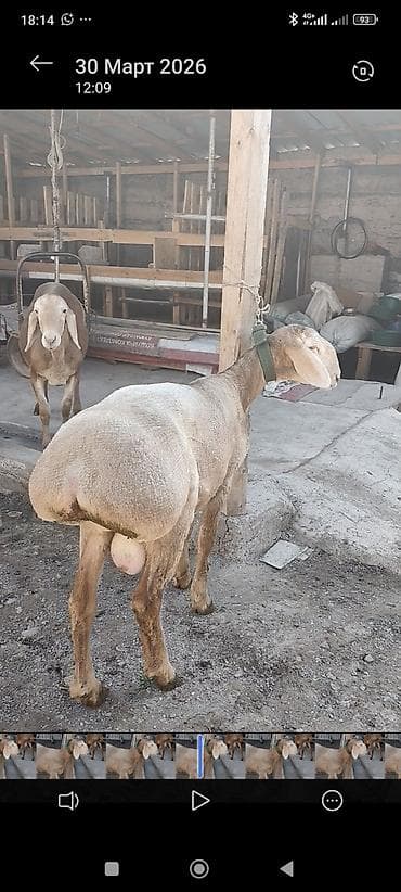 арпа нутанс: Продаю | Баран (самец) | Эдильбаевская | Для разведения | Осеменитель — 1