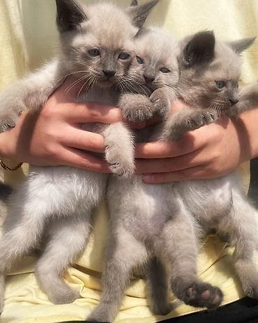 купить кошку в бишкеке: Сиамская, 2 месяца, Девочка, Приучена к лотку — 5