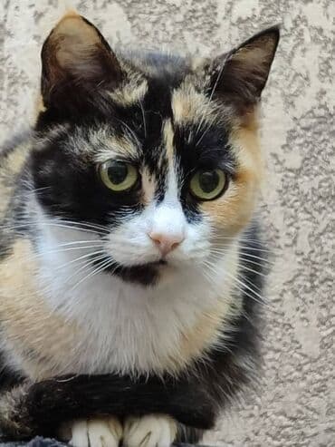 кошка в добрые руки: Замечательная кошка в поиске дома. Привезём сами — 5