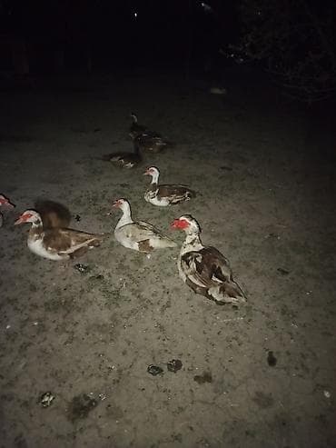 продажа утят: Мускусные утки (индоутки) и инкубационные яйца - Порода Яйцо — 7