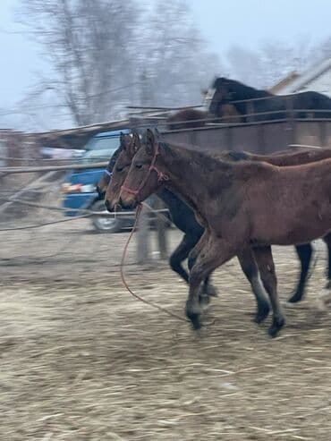 шотландская вислоухая кошка цена бишкек: Продаю | Жеребец, Жеребенок | Полукровка, Английская | Конный спорт — 9
