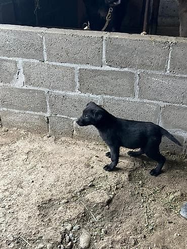 щенок лабрадора цена: Лабрадор-ретривер, 2 месяца, Самка, С родословной — 4