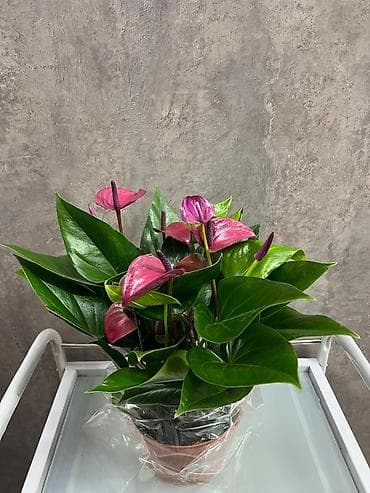 для мусульман: Антуриум (Anthurium andreanum) в горшке. - Декоративно-цветущее — 5