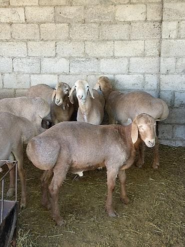 ящик сатам: Продаю | Баран (самец) | Арашан | Для разведения | Племенные, Осеменитель — 5