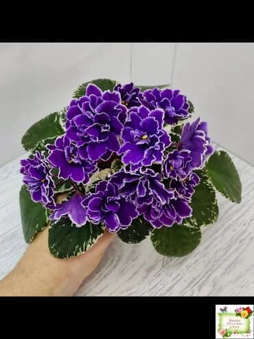 цветы фрезии: В продаже трейлерные (ампельные и кустовые)фиалки: детки, стартеры(от — 26