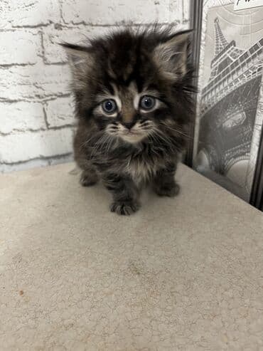 кот вислоухий: Продаются котята .Дата рождения 18.10. 2025.По доступной — 2