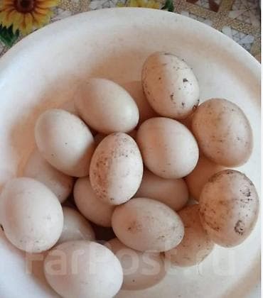 Яйца: Продаю вкусные, свежие и полезные домашние яйца. куриные по 15 сом за — 4