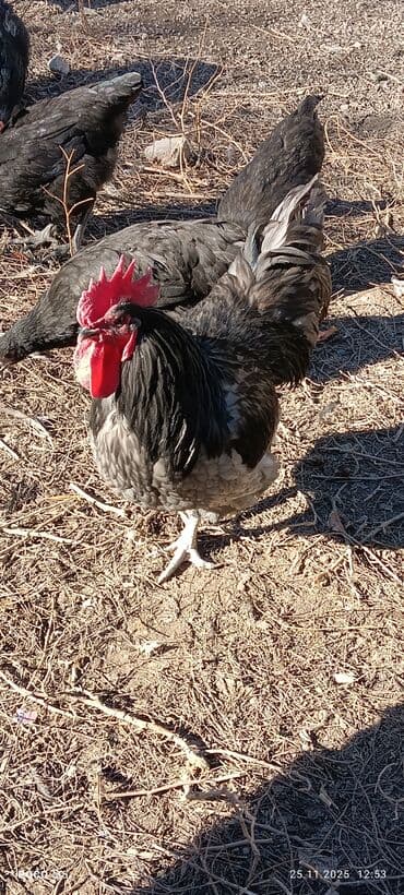 Рыбы: Продаю | Куры — 4