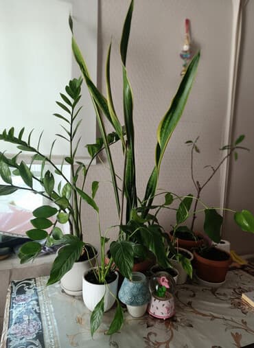 диффенбахия растения: Комнатные растения в горшках — набор Состав набора (видно на фото): - — 1