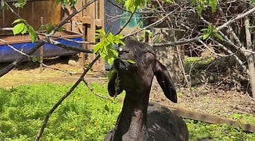 гуси линда: Продаю | Овца (самка) | Для разведения | Матка — 9