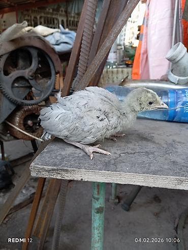 индюшат: Продаю | Индюшата | На забой | Племенные — 2