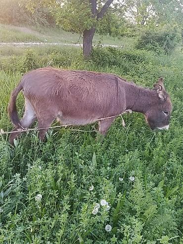 кара балта кошки: Продам ишак обмен или на ишак — 2