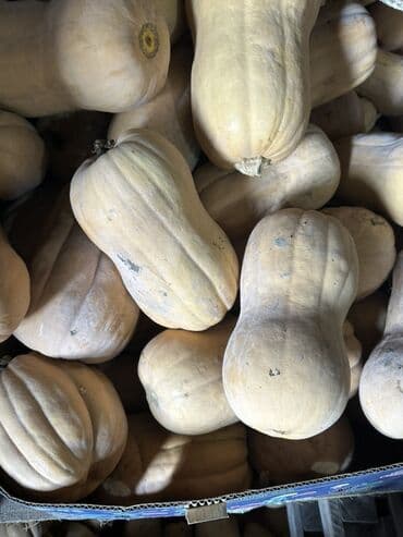 шкаф в ванную бишкек: Тыква Матильда Срочно❗️❗️❗️ - Сорт: баттернат (грушеобразная, с — 2