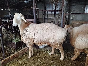Баран, овца: Продаю | Баран (самец) | Для разведения — 4