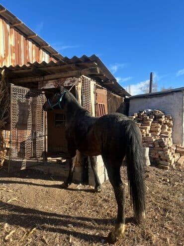 продам домик для кошки: Продаю | Кобыла (самка) | Для разведения — 1