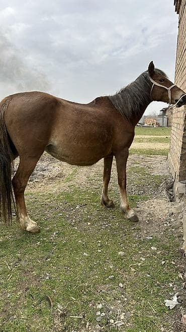 живой корм: Продаю | Кобыла (самка) | Рабочий — 7