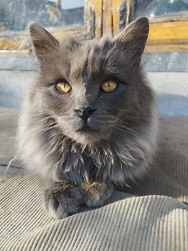 купить шотландских котят: Кошка даром: Беспородная, Мальчик — 2