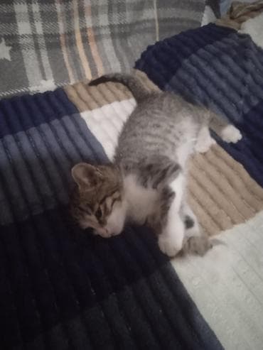 cat sofa: Котёнок, короткошёрстный, полосатый (серо-коричневый табби) с белыми — 2