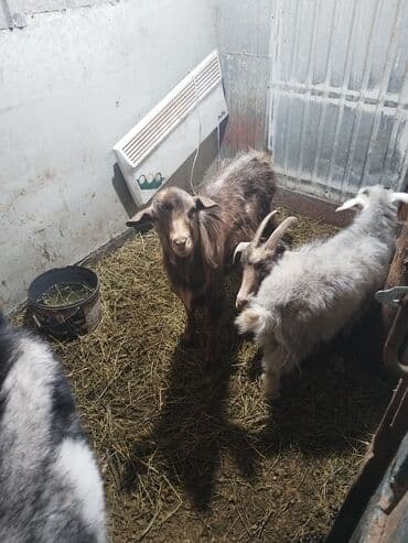 зааненские козы где можно купить и цена: Продаю | Коза (самка), Козёл (самец), Козлёнок | На забой, Для разведения | Котные, Осеменитель — 6