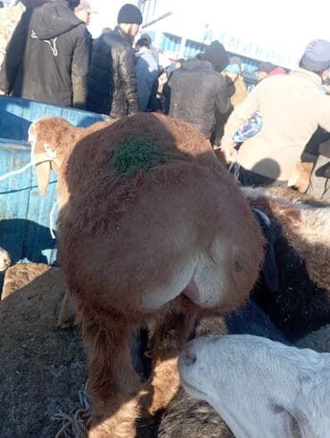 ошейник для кошек: Другие животные — 1