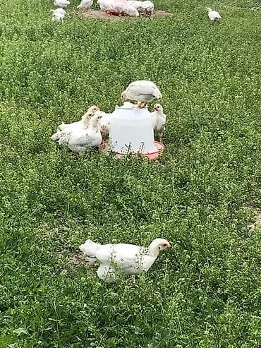 Продаю | Куры, Цыплята