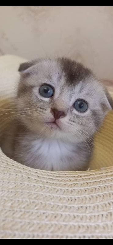 шотлан: Шотландский вислоухий котёнок (Scottish Fold) - Окрас — 5