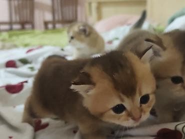 маленькие кролики: Очаровательные котята с золотистым окрасом шиншилла/голден (короткая — 2