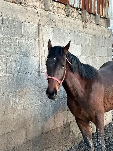 рабочие лошади: Продаю | Жеребец | Рабочий — 7