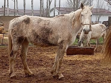 сколько стоит кошка в бишкеке: Продаю | Кобыла (самка) | Для разведения — 1
