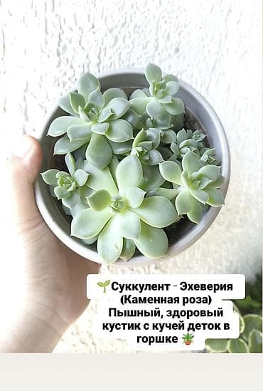 Комнатные растения: Продаю свои комнатные растения 🪴🌺 ! Цены разные ! 1) Суккулент — 1