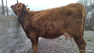 скот корова: Продаю | Корова (самка) | Для молока — 1