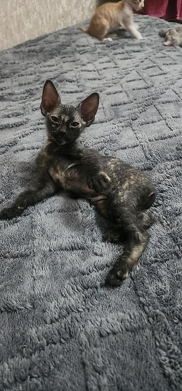 сфинкс кот цена: 🐾 Котята донского сфинкса ищут самые любящие семьи! Две очаровательные — 2