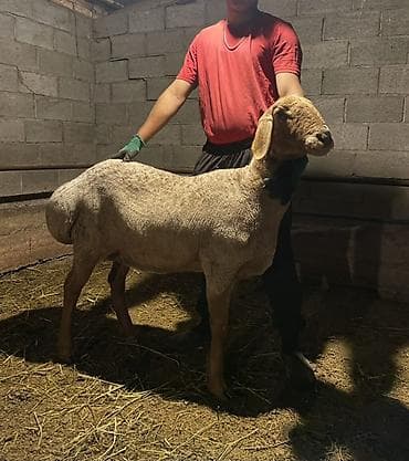 баран матка: Продаю | Овца (самка) | Для разведения | Матка — 1