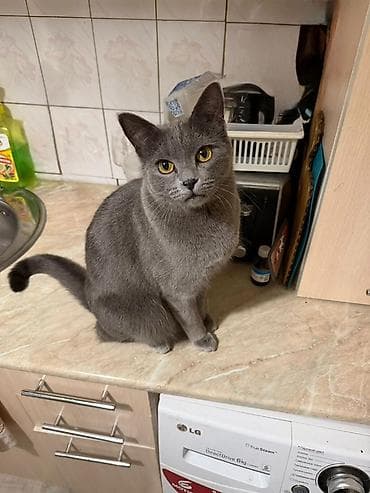 мышык фото: Эркек, Лотокко барууга үйрөтүлгөн — 3