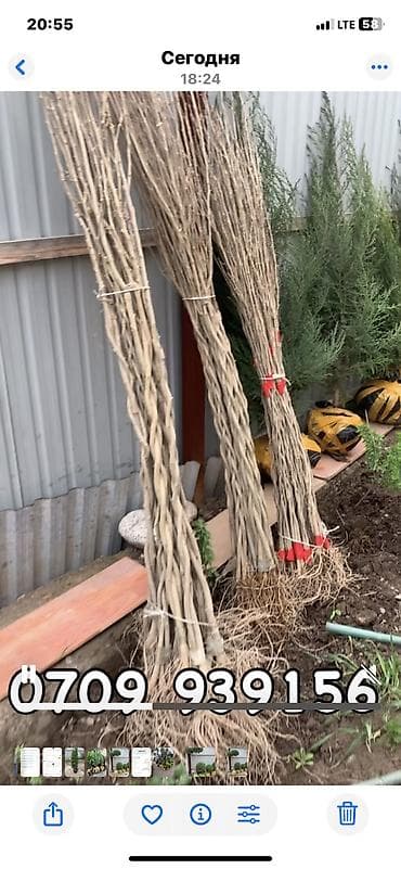 бонсай: Ту я можжевельники разной формы ( спираль бонсай, пирамида глобус — 9