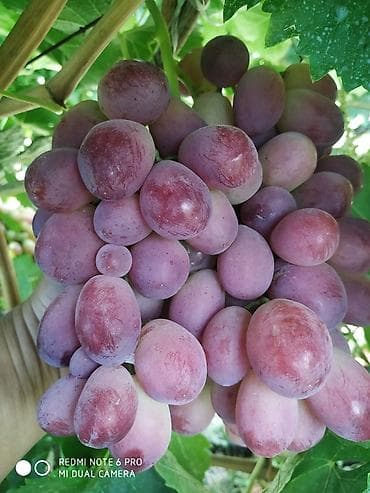 Семена и саженцы: Виноград — 2