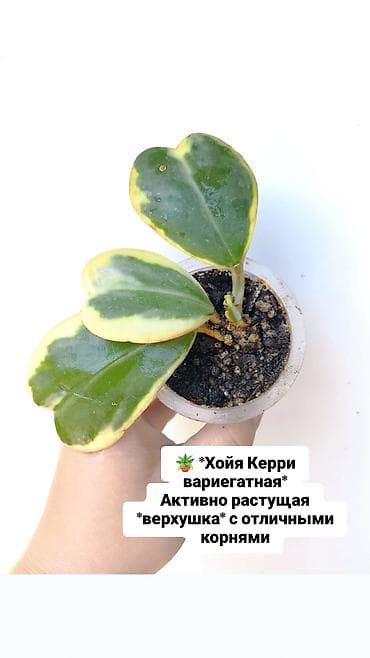 Комнатные растения: Продаю свои комнатные растения 🪴🌺 ! Цены разные ! 1) Суккулент — 3