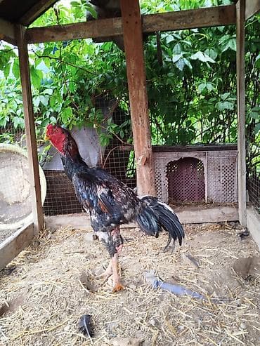 собаки для охраны: Продаю | Петух | Дакан | Для разведения — 8