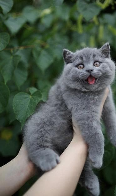 Британская короткошёрстная, 2 месяца, Мальчик