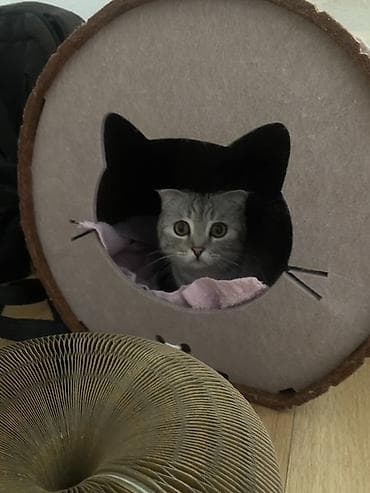 мышык: Скотиш Фолд (Шотландиялык шалпаң кулак), 6 айлык, Ургаачы, Лотокко барууга үйрөтүлгөн — 2