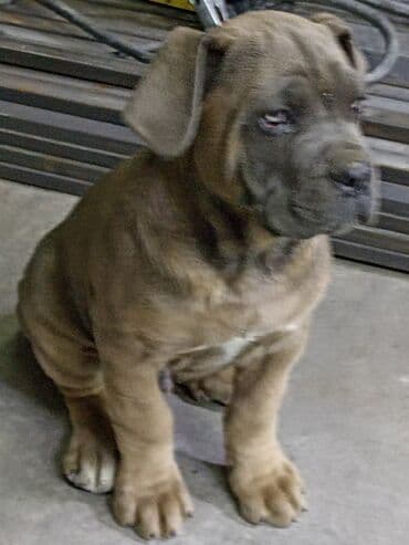 собака чихуахуа цена: Кане-корсо, 3 месяца, Самец — 2