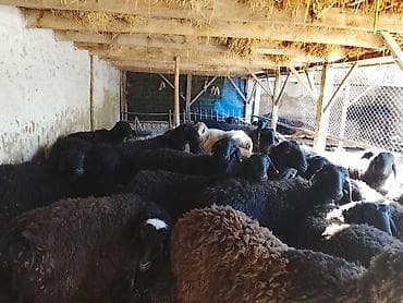 египетская кошка: Продаю | Овца (самка) | Для разведения | Матка — 2