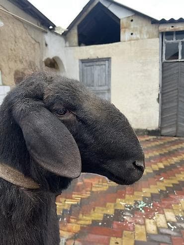 корова молочная: Продаю | Баран (самец) | Арашан | Для разведения | Племенные, Осеменитель — 7