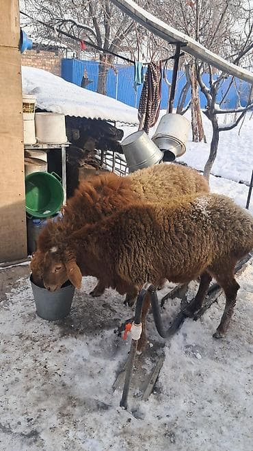 Dacia: 8.9 месяц — 5