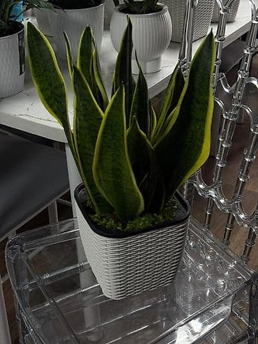 цветы алоказия: Комнатные растения в декоративных кашпо 1) Замиокулькас (Zamioculcas — 9