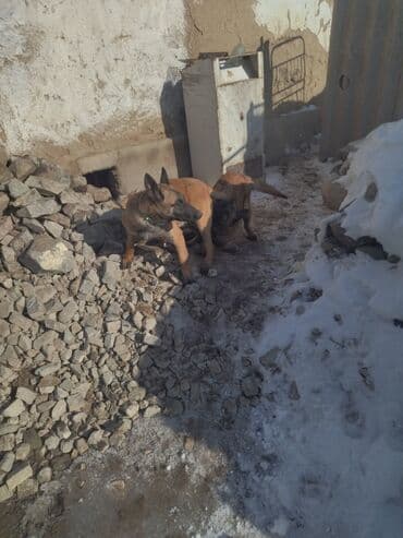 Автохимия: Тептирге Mitsubishi 2002 г., Колдонулган, Оригинал — 2