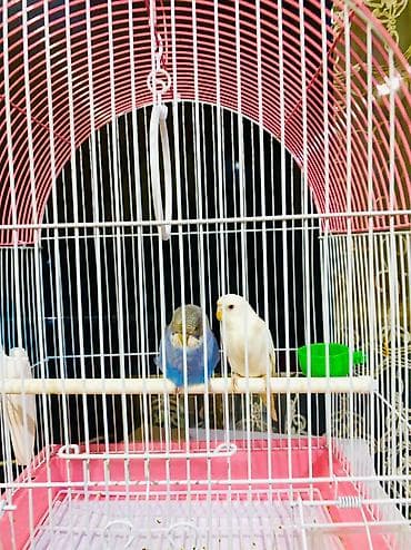 Зоотовары: Продаём 2 волнистых попугая 🦜+с комплектом аксессуаров: клетка+корм — 1