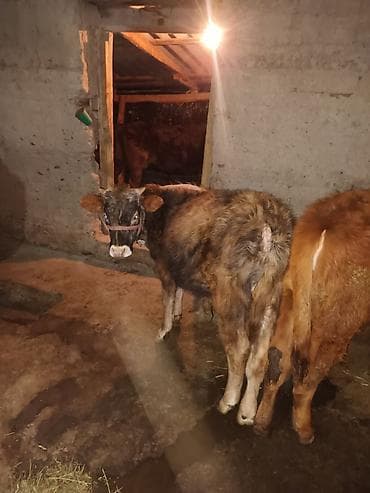 кожа крс: Продаю | Музоо, торпок | На откорм | Привязанные — 3